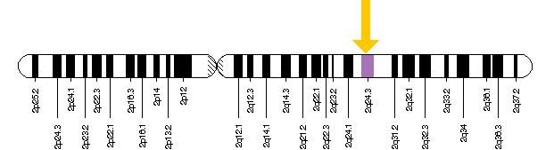 SCN2A-gene scn2a.org credit.jpg